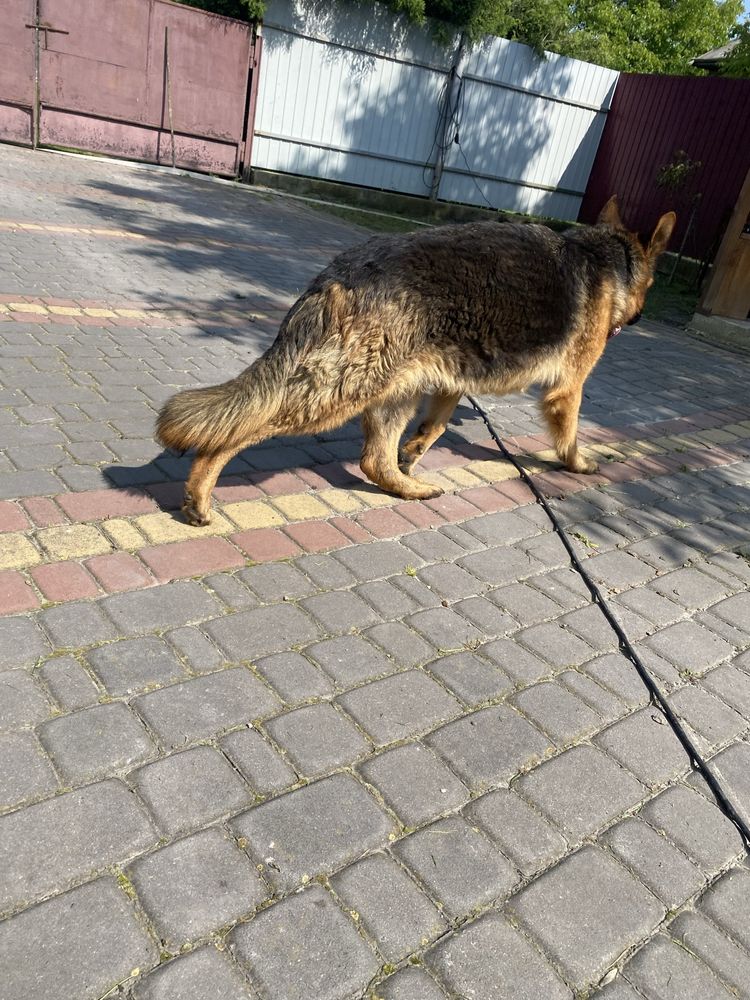 Цуцики Німецької Вівчарки