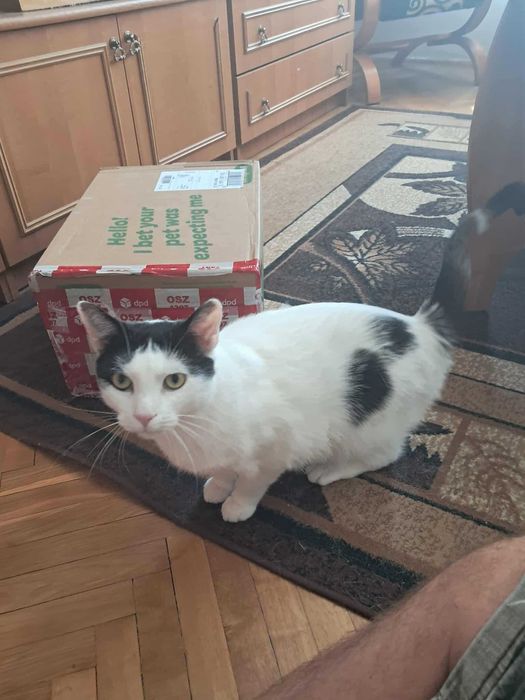 Fajny kot poleca się do adopcji