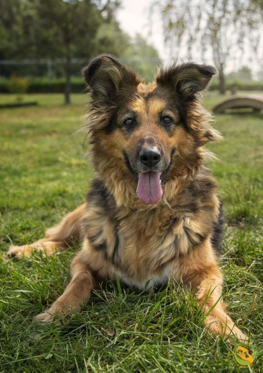 Ronia - sunia w typie owczarka niemieckiego do adopcji
