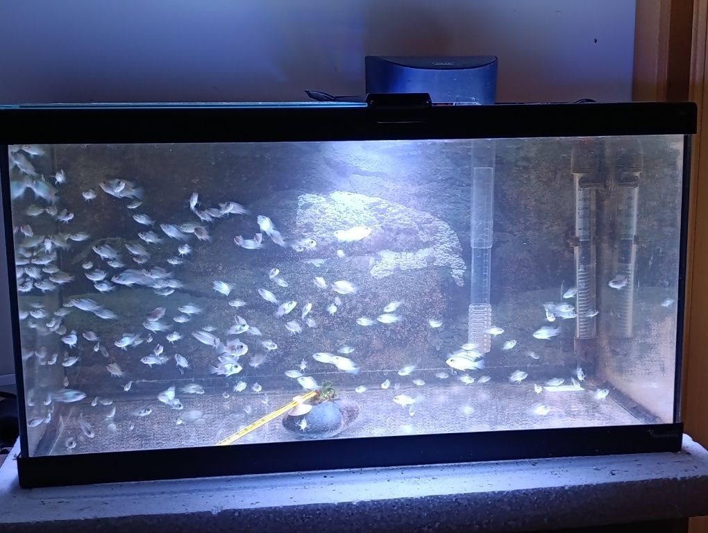 Ciclídeos americanos Electric Blue Acara (Andinoacara Pulcher)