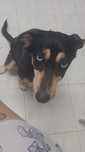 Dou cadela  labrador com urgência