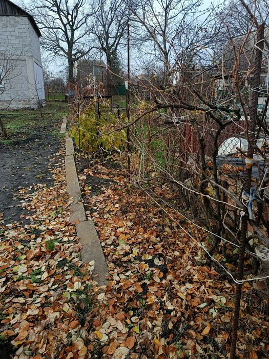 Дачный участок с огородом. Вольный посад