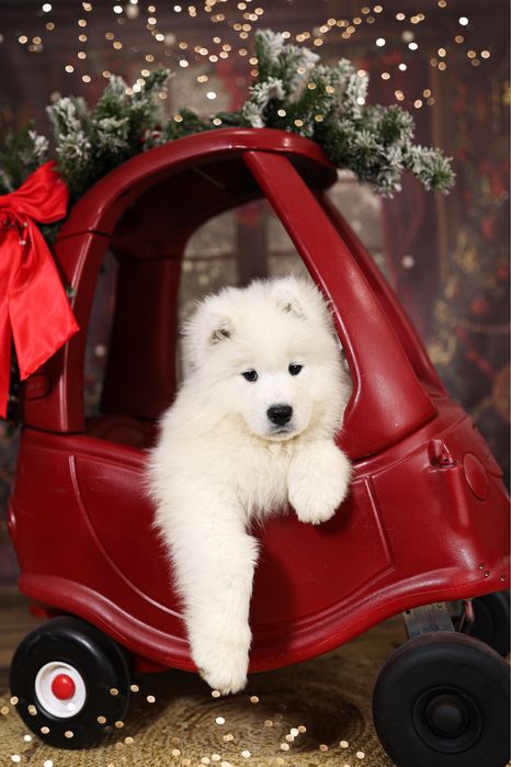 Samoyed piesek.
