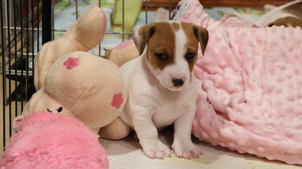 Szczenię Jack Russell Terrier z hodowli "BREFIO" /bad. genetyczne