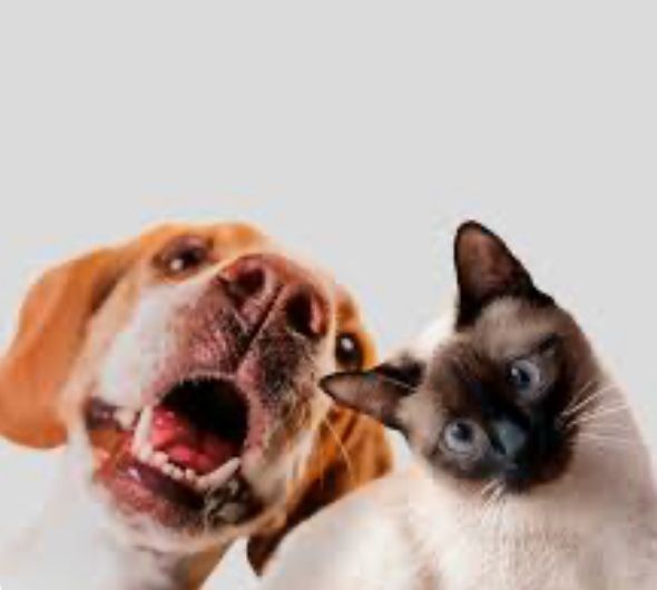 Pet sitting Odivelas e Loures