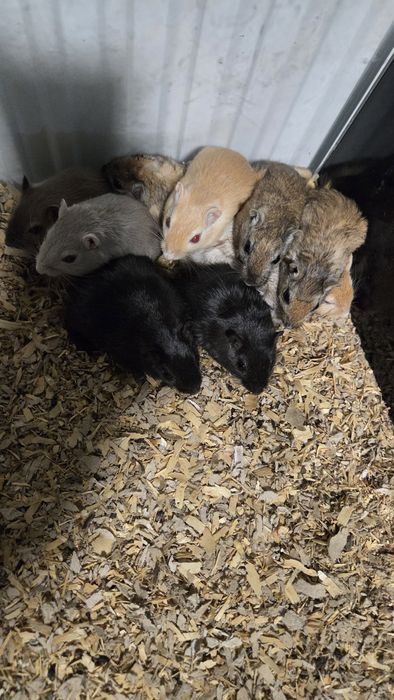 Myszoskoczki samiczki i samce