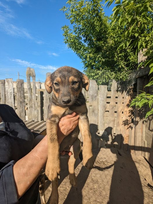Щенята врятовані з вулиці, вакциновані шукаю родини хлопці та дівчата