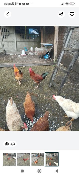 Koguty roczne  3 sztuki