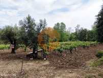 Terreno Rustico com Vinha, Floresta e Olival para venda em Castelos