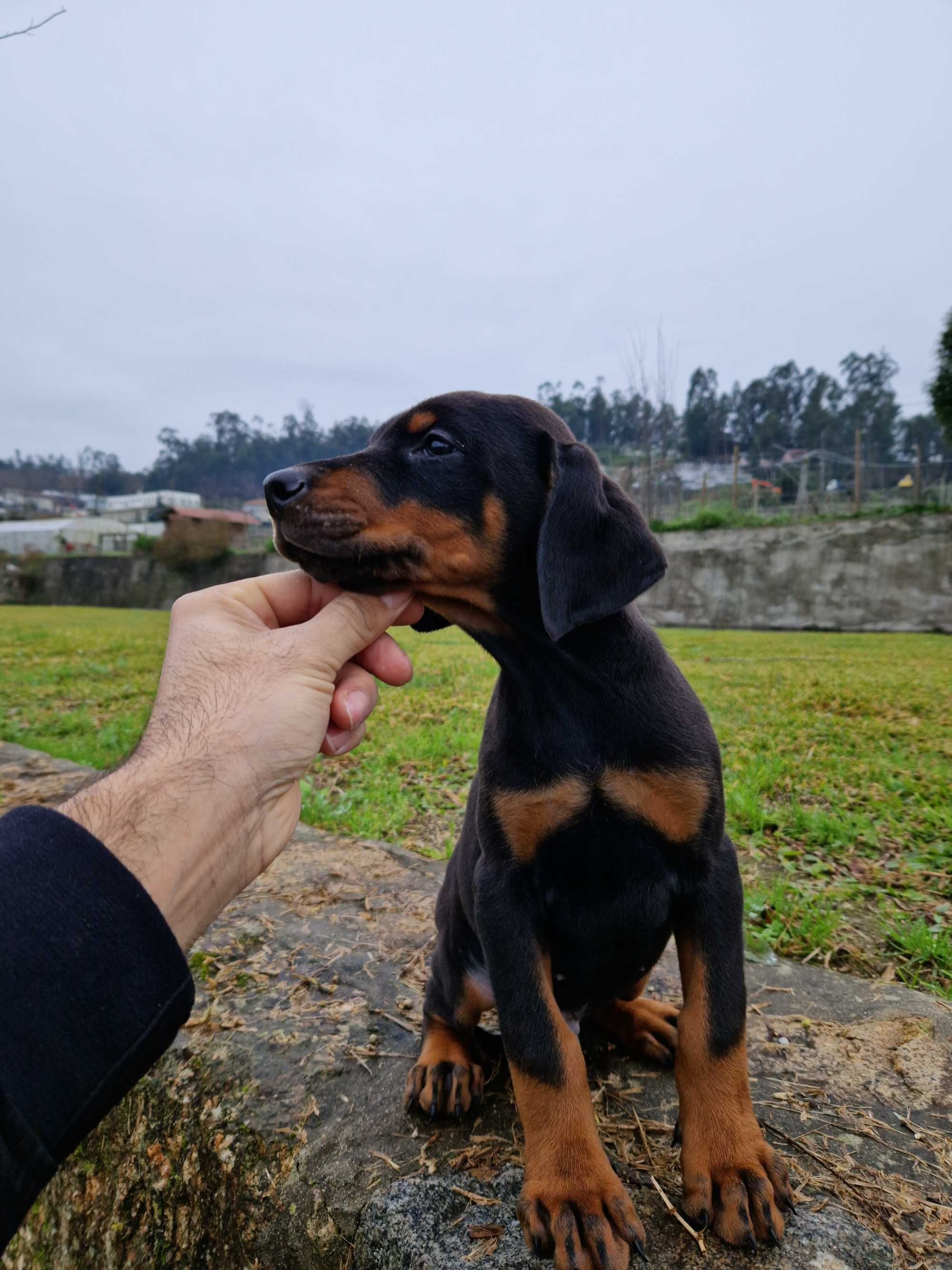 Doberman com lop/pedegree