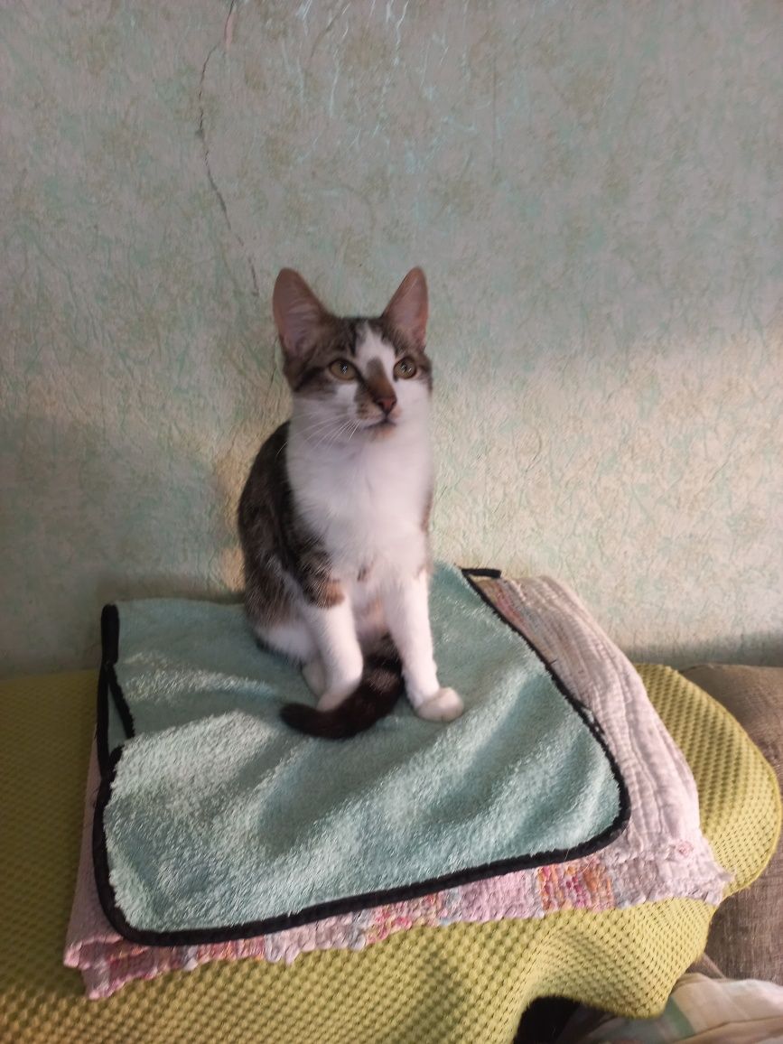 Котшенятам потрібен дім!