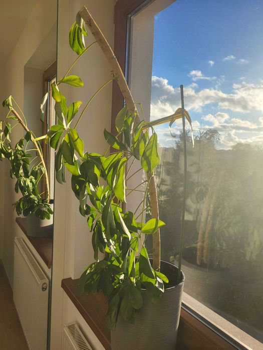 Kwiat doniczkowy Szeflera