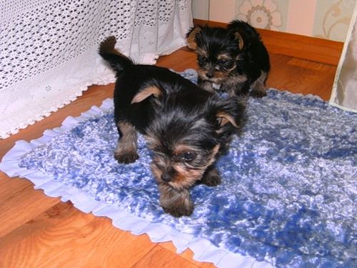 Supe Yorkshire Terrier