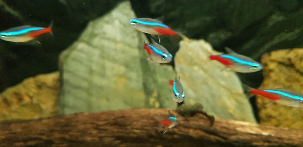 Neon Innesa - rybka ławicowa