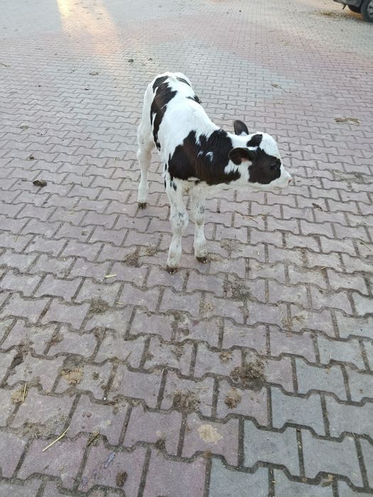 Jałoszka hf od wydajnej krowy