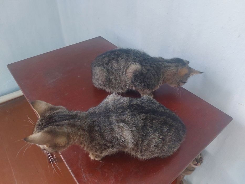 Котики хлопчик і дівчатка шукають родину