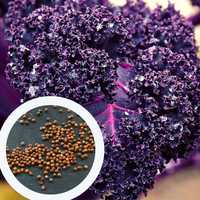 Капуста кейл фіолетова насіння 0,5 грами (прибл. 150 шт) кале семена