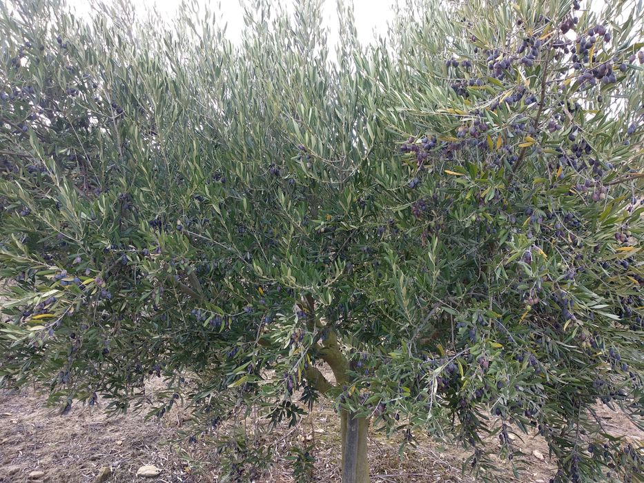 Terreno agrícola com olival 1ha Alenquer