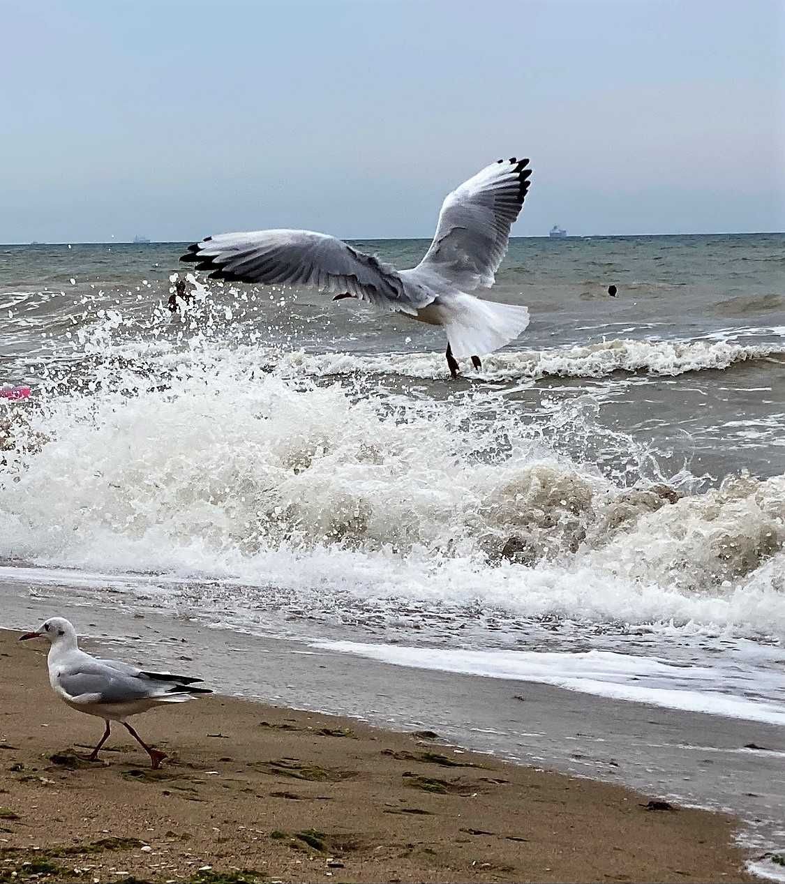 Продам участок в Санжейке. Море. Собственник.