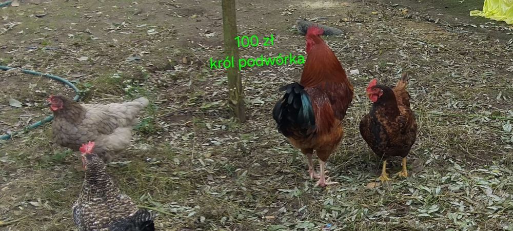 Sprzedam tegoroczne koguty w różnym wieku trzy karmazyn raz Amarok