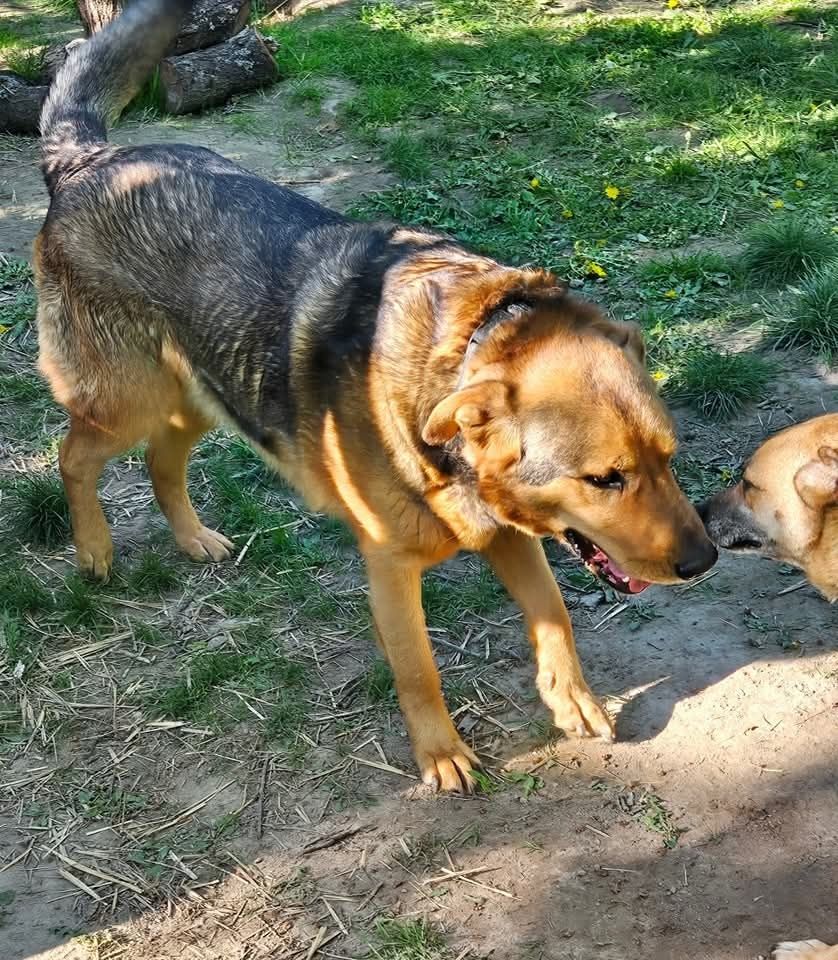 Do adopcji  Nero