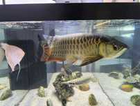 Arowana HIGHBACK GOLDEN 50cm