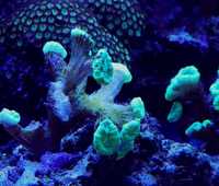 Koralowiec Caulastrea fluo