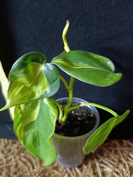 Філодендрон Бразил (Philodendron Brasil)