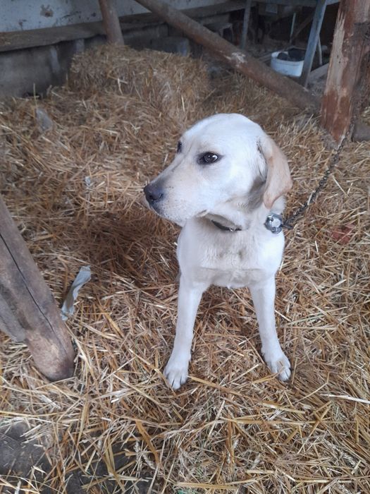 Oddam suczke labrador 10 miesięcy