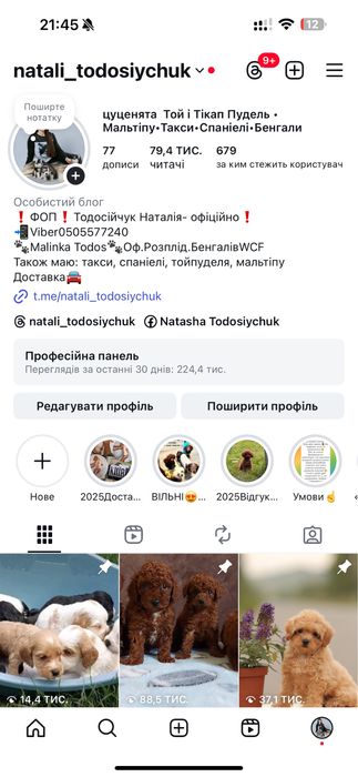 Продаж цуценят мальтіпу