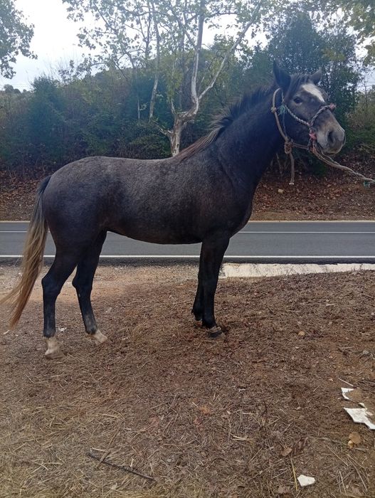 Poldra cruzada  português