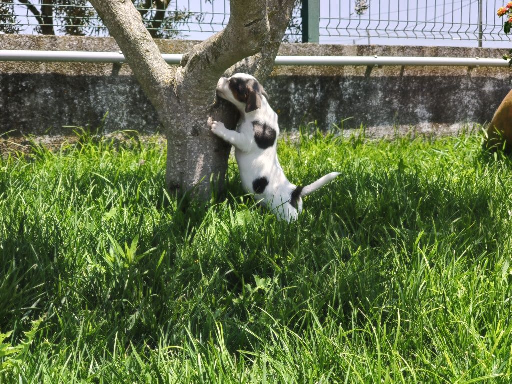Jack Russell Terrier macho azul