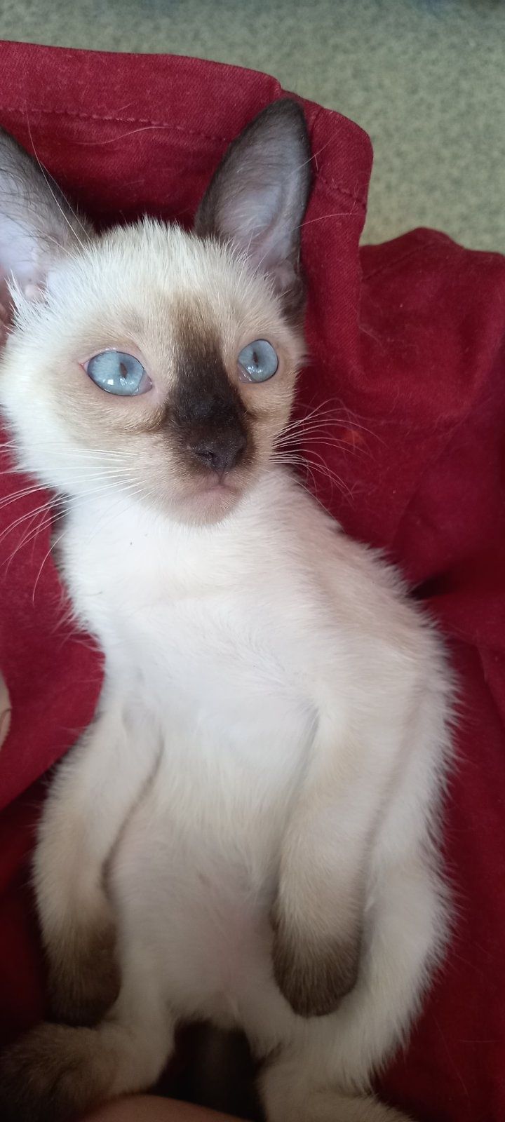 Тайские(Сиам) котята.