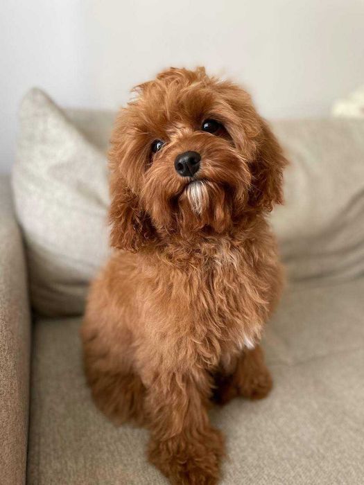 Cavapoo > piesek > rezerwacja .