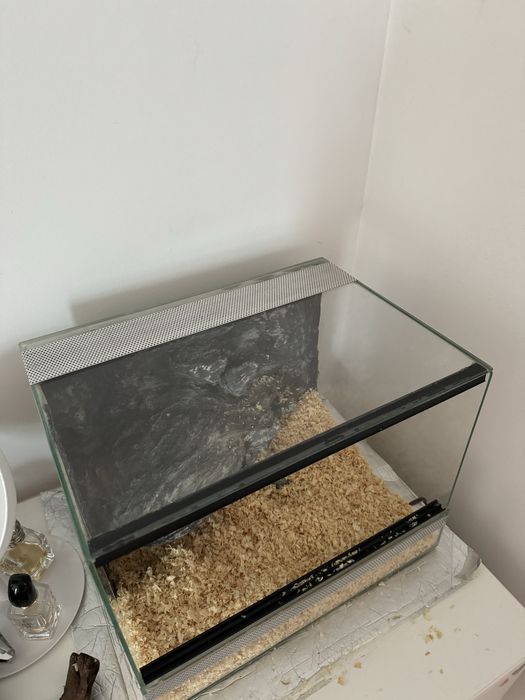 Wąż zbożowy samica 4 lata + terrarium z wyposażeniem
