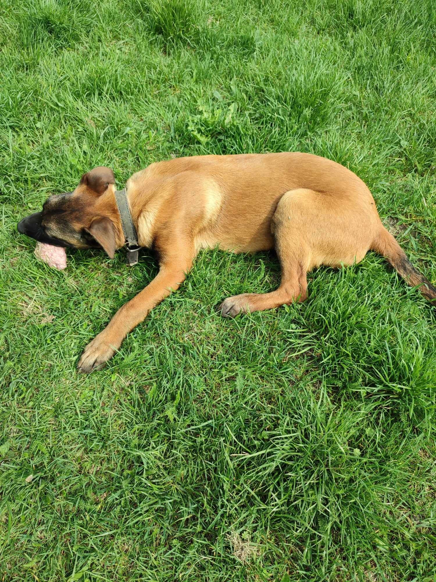 Suczka Owczarek Belgijski Malinois