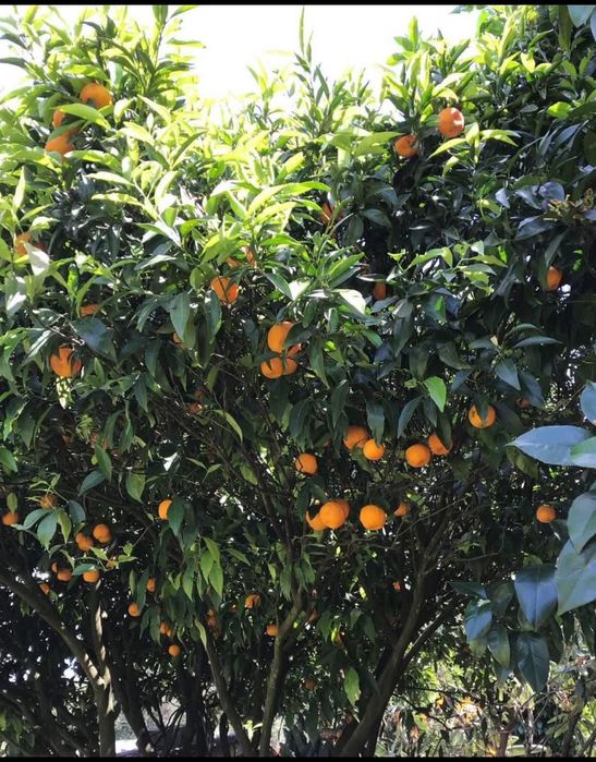 Linda Quinta , Terreno