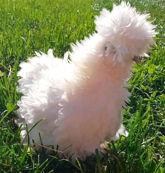 Kury kurczaki jaja jaja lęgowe silki sułtan rajskie Brahma silka usa c