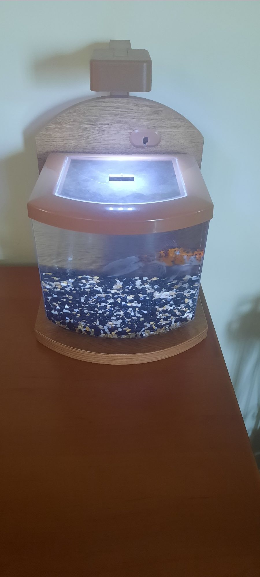 Aquario de 5 litros