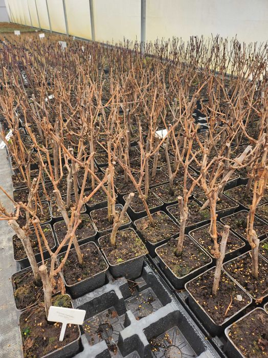 Winorośl , winogrono sadzonki niebieskie i białe, doniczka p9