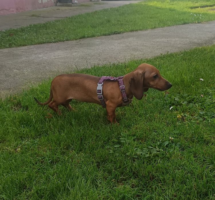 Jamnik miniaturowy krótkowłosy