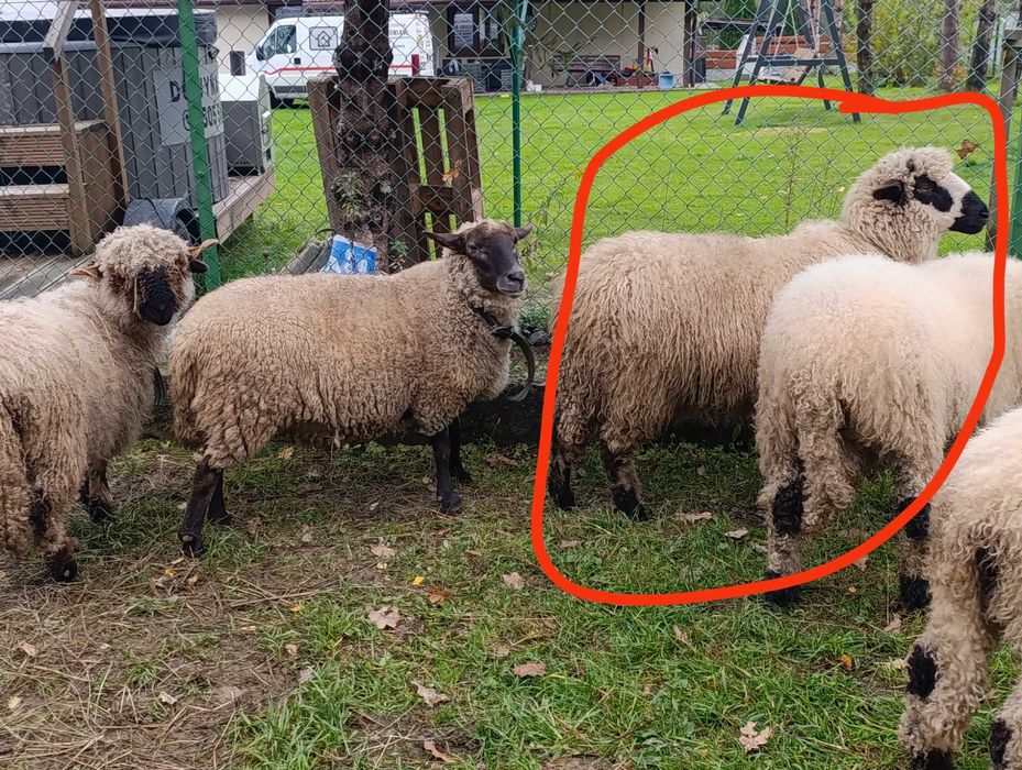 Kotna samica owca  mix  czarnogłówka