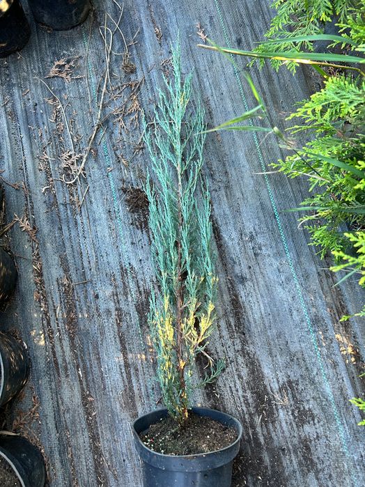 Jałowiec Blue Arrow 60-80cm DARMOWA DOSTAWA