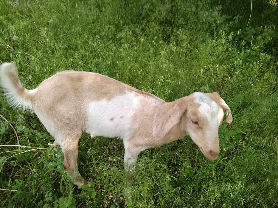 Англо-нубійська кізочка