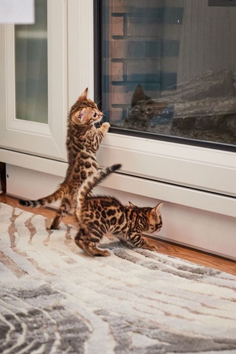 Бенгальські кошенята