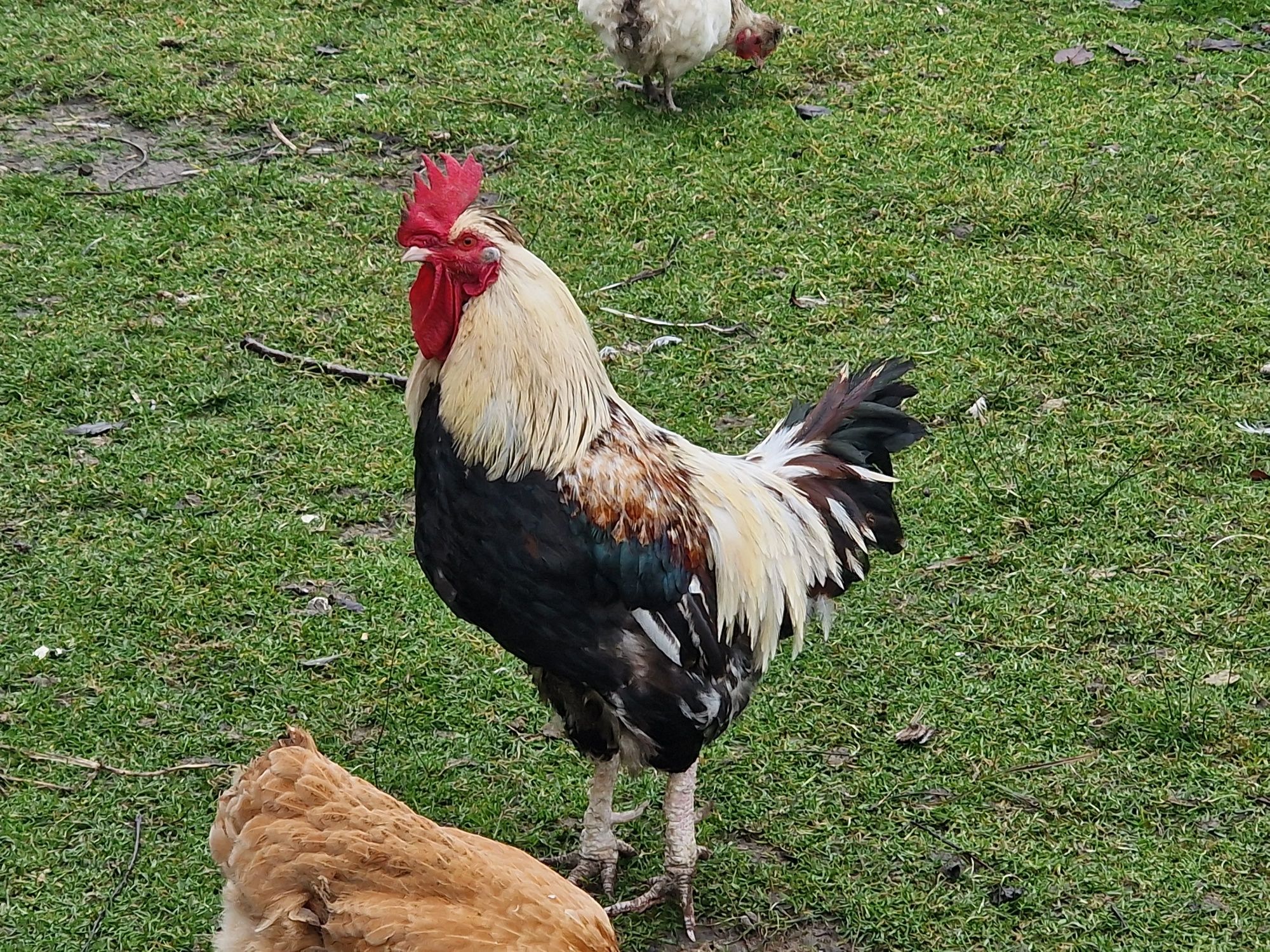 Piękny kolorowy kogut