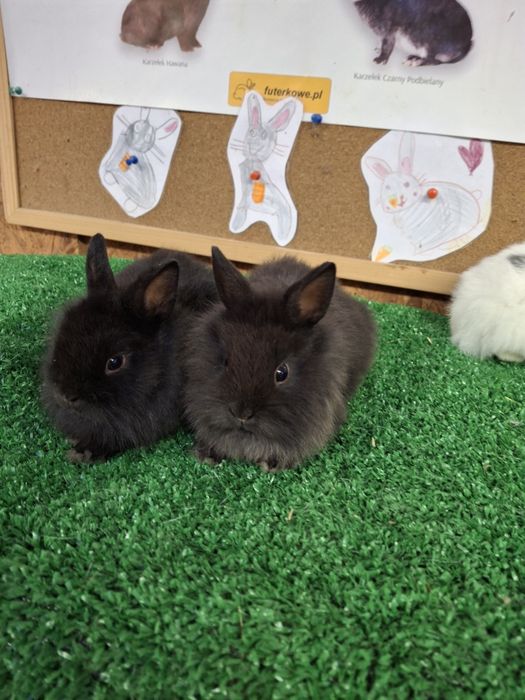 Króliczki miniaturki