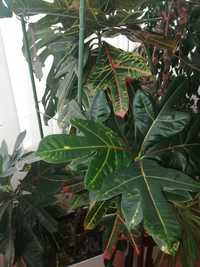 Большое не прихотливое комнатное растение Кротон Croton.