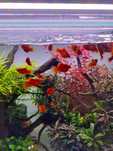 Platys vermelhos / laranja