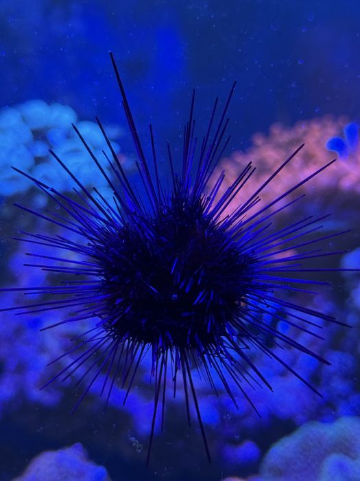 Jeżowiec  diadema koralowiec akwarium morskie